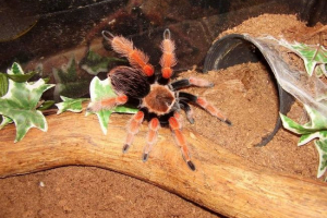 Brachipla beeom - spiderman: všechny informace